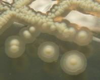 mycobacterium mycobacterium colony